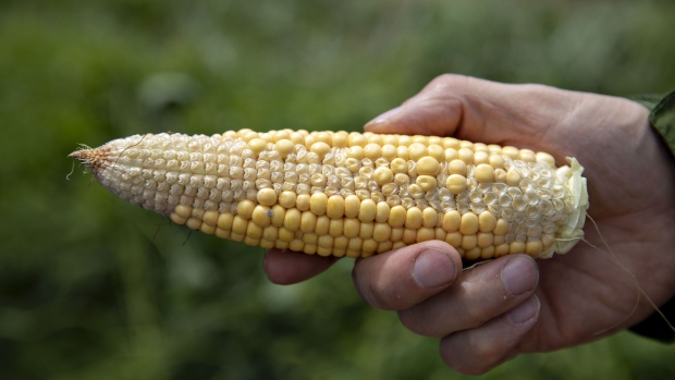 A crop scout holds an ear of poorly pollinated corn at a stop during the Pro Farmer Midwest Crop Tour in Gridley, Illinois, U.S., on Tuesday, Aug. 20, 2019. Inconsistency is the one constant coming out of a major U.S. crop tour that kicked off on Monday as scouts get to see first hand the impact of wild weather on Midwestern corn and soybean fields. 