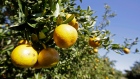 In this Jan. 4, 2010, file photo, oranges ripen on a tree in a grove in Clermont, Fla. orange