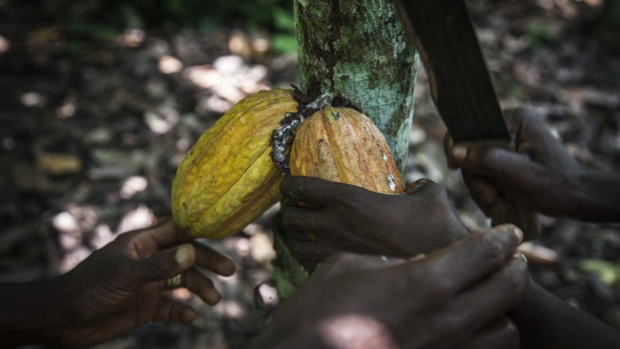 Workers harvest cocoa fruit from trees on a cocoa plantation in Agboville, Ivory Coast. 
