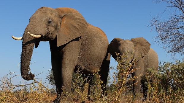 Detail of an elephant at the Mashatu game reserve on July 26, 2010 in Mapungubwe, Botswana. 