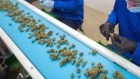 Employees process harvested marijuana  