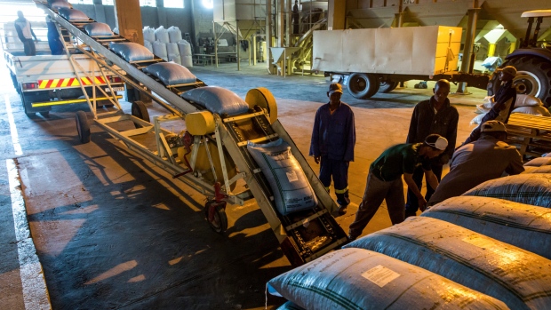 Employees load sacks of yellow maize onto a truck for shipping at the Kaap Agri Ltd. grain silo in Malmesbury, South Africa, on Tuesday, April 17, 2018. The World Bank said last week that it sees South Africa's economy growing 1.4 percent this year, up from 1.1 percent estimated in January. 