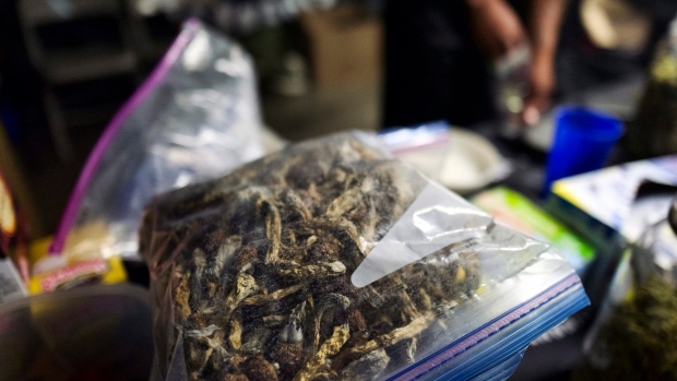 A vendor bags psilocybin mushrooms at a pop-up cannabis market