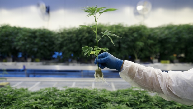 A man holds a young cannabis plant seedling inside a growing facility. Bloomberg/Cole Burston