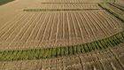 Wheat grows at a farm in an aerial photograph taken over Kirkland, Illinois, U.S., on Monday, July 15, 2019. A heat wave through most of the U.S. is expected to be supportive for grains futures at a time when an already-compromised crop due to an overly-wet planting season is in a fragile state. 