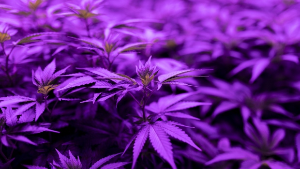 Cannabis mother plants grow at the NYSK Holdings cannabis growing facility in Skopje, North Macedonia, on Thursday, Aug. 15, 2019. A tiny part of former Yugoslavia is pinning its economic hopes on the medical marijuana industry. 