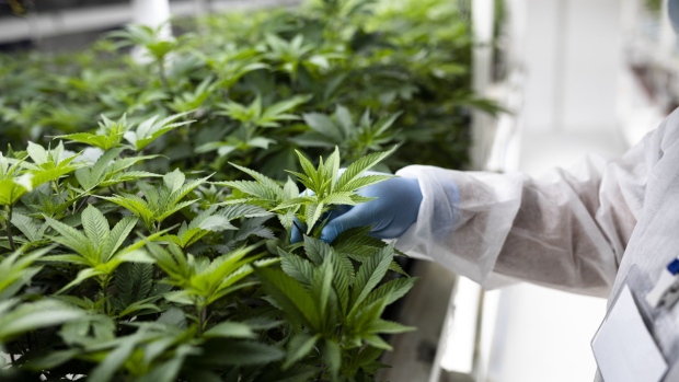 A worker inspects the leaves of cannabis plants inside the growing room at the Oaza Alkaloidi cannabis cultivation and extraction facility in Shtip, North Macedonia, on Wednesday, Aug. 14, 2019. A tiny part of former Yugoslavia is pinning its economic hopes on the medical marijuana industry. 