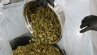A worker pours a bowl of manicured buds into a bag at the CannTrust Holdings Inc. cannabis production facility in Fenwick, Ontario, Canada
