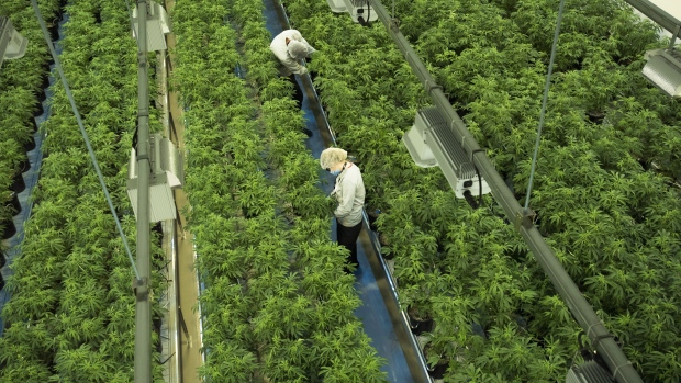 Staff work in a marijuana grow room tat Canopy Growth's Tweed facility in Smiths Falls, Ont. on Aug.
