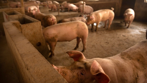 Pig farm China 