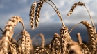 Wheat kernels hang from plants before a harvest at a farm near Cambridge, U.K., on Monday, Aug. 14, 2017. Premiums for bread milling wheat jumped 74 percent last week to the year’s high, AHDB figures compiled by Bloomberg show. 