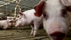 Three-month-old pigs stand in a pen at the Paustian Enterprises farm in Walcott, Iowa, U.S., on Tuesday, April 17, 2018. China last week announced $50 billion worth of tariffs on American products including soybeans and pork in retaliation for President Trump's plan to impose duties on 1,333 Chinese products. 