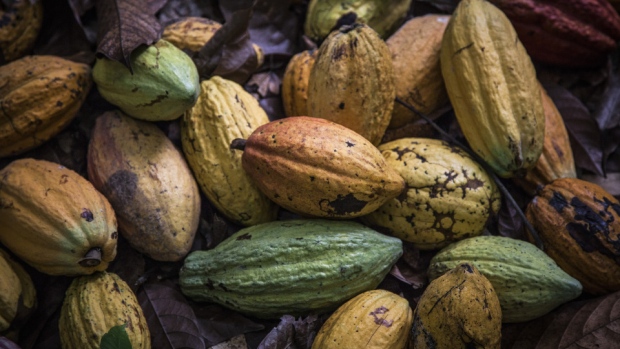 Cocoa fruit sit on the ground during harvesting on a cocoa plantation in Agboville, Ivory Coast.