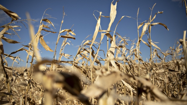 Corn stands in a field during a harvest in Buda, Illinois, U.S., on Tuesday, Nov. 5, 2019. Wheat and corn futures were declining as lackluster U.S. export sales underscored concerns about abundant global grain supplies. 