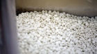 Uncoated tablets sit in a container at AstraZeneca Plc's new Biologics factory in Sodertalje, Sweden, on Thursday, April 11, 2019. AstraZeneca raised its annual sales forecast, helped by demand for the U.K. drugmaker's roster of new cancer drugs. 