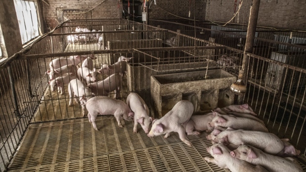 Piglets are kept in pens at a pig farm in Langfang, Hebei province, China, on Monday, April 1, 2019. The higher cost of pork, a key element in China's consumer price basket, will cause the inflation barometer to rise rapidly in coming months, according to economists at Industrial Bank Co., China International Capital Corp., Citic Securities Co., and Nomura International Plc. 