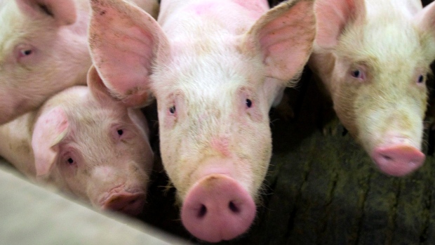 Pigs are seen on a farm in Saint Hughes, Que. south of Montreal, The Canadian Press