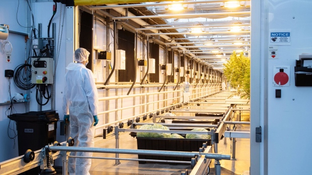 A worker stands outside a greenhouse at the CannTrust Holdings Inc. cannabis production facility in Fenwick, Ontario, Canada, on Monday, Oct. 15, 2018. Canada, which has allowed medical marijuana for almost two decades, legalizes the drug for recreational use on Oct. 17, joining Uruguay as one of two countries without restrictions on pot and putting the country at the forefront of what could be a $150 billion-plus global market when others follow. 