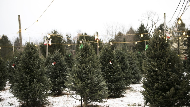 Christmas trees grow in Blacklick, Ohio. 
