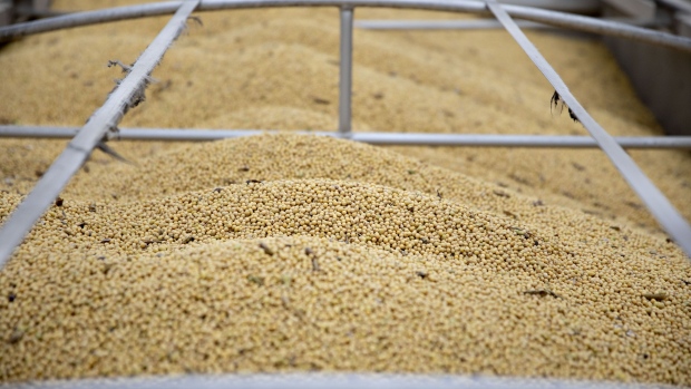 Soybeans sit in a semi trailer during harvest in Wyanet, Illinois, U.S., on Saturday, Oct. 19, 2019. Hedge funds increased their net-bullish wagers in the soybean market by more than sevenfold as weather concerns creep up for crops in the U.S. and South America. 