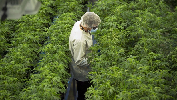 Staff work in a marijuana grow room at Canopy Growths Tweed facility in Smiths Falls, Ont.