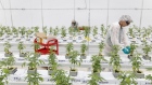 WeedMD growing facility marijuana cannabis pot