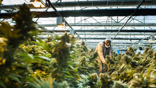 The cannabis industry in Lesotho is taking off after it became the first country in Africa to legalise the industry for medicinal use. Medigrow, a big cannabis farm located in central Lesotho on Friday, November 15 2019. Pic: Waldo Swiegers / Bloomberg at the Medigrow growing facility in central Lesotho, on Friday, Nov. 15, 2019. XXX Photographer: Waldo Swiegers/Bloomberg