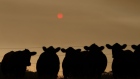 Cattle under smoke filled skies in eastern Gippsland on Jan. 2. Photographer: Darrian Traynor/Getty Images