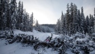 Trees fell across the road block access to Gidimt'en checkpoint near Houston B.C., on Wednesday Janu