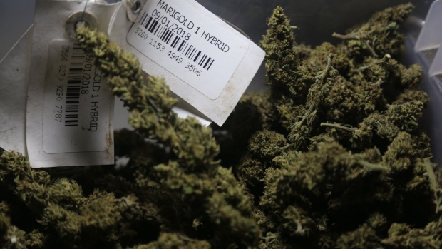 A container of the Marigold Hybrid strain cannabis flowers is seen at a facility in Kingston, Jamaica, on Thursday, Dec. 13, 2018. Canadian cannabis producer Aphria Inc. says that a Jamaica marijuana farm is now part of its growing portfolio of international assets, though U.S. short sellers say the company overpaid for "worthless" operations. Photographer: Ezra Fieser/Bloomberg