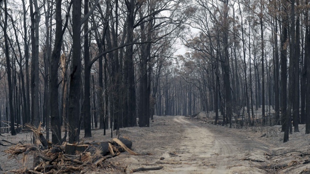 Trees scorched by wildfires line a road in Sarsfield, East Gippsland, Australia, on Thursday, Jan. 9, 2020. Australian firefighters are taking advantage of the best weather conditions since the wildfires began to beef up containment lines following strong winds on Jan. 10 and scorching temperatures that led two massive blazes to merge overnight. Photographer: Carla Gottgens/Bloomberg