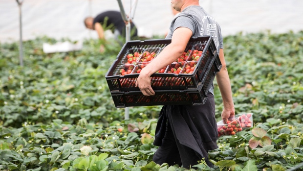 A fruit picker carries a crate of strawberries at a fruit farm in Hereford, U.K., on Tuesday, Aug. 21, 2018. Restrictions on free movement of labor could have an impact on farmers' ability to grow and harvest food. Photographer: Bloomberg/Bloomberg