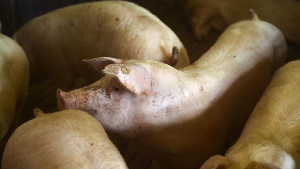 Pigs stand in an indoor pigsty on a livestock farm in Ohrenbach, Germany, on Monday, Jan. 20, 2020. Despite its relatively small size compared with producers like China or the U.S., Germany is a heavyweight in the global pork trade -- accounting for 15% of the world’s exports in 2017. Photographer: Alex Kraus/Bloomberg