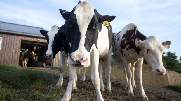 Cows stand at the Lookout dairy farm in North Hatley, Quebec, Canada on Wednesday, Sept. 5, 2018. Talks between the U.S. and Canada resumed again Wednesday in Washington, and will continue Thursday as the nations push to reach a deal to update the 1994 accord amid President Trump's threats to move on without Canada. Dairy is one of the core remaining issues. Photographer: Christinne Muschi/Bloomberg