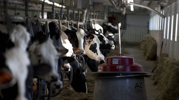 Cows eat at a dairy farm in Granby, Quebec, Canada, on Saturday, April 22, 2017. Trade groups for U.S. dairy farmers have complained that a policy rolled out in Canada recently violates the trade agreement by creating incentives for Canadian processors to use local supplies. Photographer: Christinne Muschi/Bloomberg