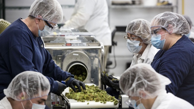 Employees inspect and sort marijuana buds for packaging at a Canopy Growth facility. Photographer: Chris Roussakis/Bloomberg