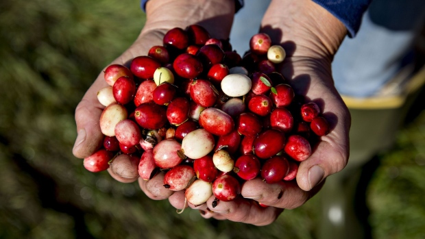 Cranberries are displayed for a photograph during harvest in Camp Douglas, Wisconsin, U.S., on Wednesday, Oct. 18, 2017. The 2017 harvest is expected to reach 5.6 million barrels, more than half of all the cranberries harvested in the U.S., which is expected to be about 9 million barrels, according to the Wisconsin State Cranberry Growers Association. Photographer: Daniel Acker/Bloomberg