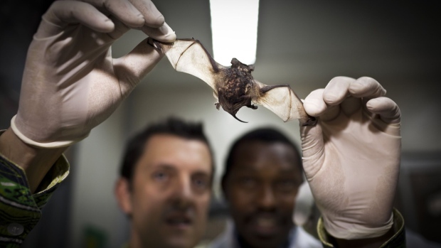 Researchers examine a bat in the Global Viral Forecasting Initiative Lab in Cameroon, 2011.