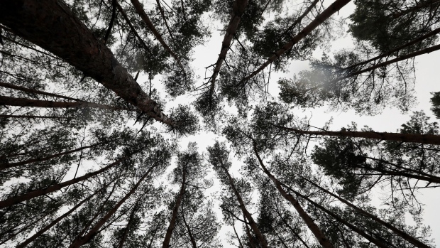 Pine trees stand in a forest near the site of the Tesla Inc. Gigafactory in Gruenheide, Germany, on Sunday, Feb. 23, 2020. Tesla Inc. has overcome a legal roadblock standing in the way of Elon Musk's plan to build an electric-car factory in Germany. Photographer: Krisztian Bocsi/Bloomberg