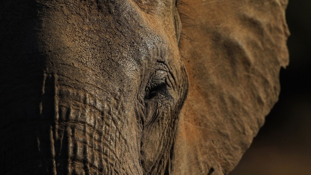 Detail of an elephant at the Mashatu game reserve on July 26, 2010 in Mapungubwe, Botswana.