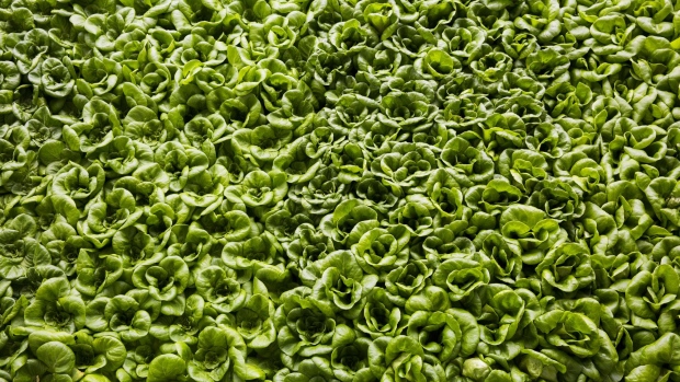 Butterhead lettuce grows in plastic trays at the Bowery Farming Inc. indoor farm in Kearny, New Jersey, U.S., on Tuesday, Aug. 7, 2018. The startup says automation, space-saving vertically stacked crops and a year-round growing season make its operations 100-plus times more productive per square foot than traditional farms. Photographer: David Williams/Bloomberg