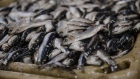 A crate of herring sits in a refrigerated seafood storage warehouse at the Port of Boulogne-sur-Mer in Boulogne, France, on Friday, Feb. 1 , 2019. About half the fish that arrives daily in Boulogne comes from British fishing grounds, which begin just 12 miles from the city’s breakwater. Photographer: Marlene Awaad/Bloomberg