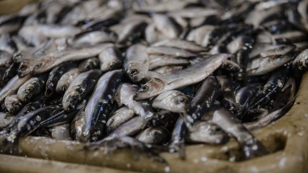A crate of herring sits in a refrigerated seafood storage warehouse at the Port of Boulogne-sur-Mer in Boulogne, France, on Friday, Feb. 1 , 2019. About half the fish that arrives daily in Boulogne comes from British fishing grounds, which begin just 12 miles from the city’s breakwater. Photographer: Marlene Awaad/Bloomberg
