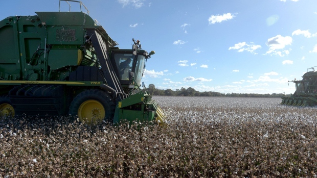 A Deere & Co. cotton picker harvests cotton in a field at the Walsh Cotton farm in Yanco, New South Wales, Australia, on Thursday, May 31, 2018. The Australian Bureau of Agricultural and Resource Economics and Sciences (ABARES) is scheduled to release their quarterly crop report on June 13. Photographer: Carla Gottgens/Bloomberg
