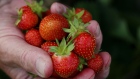 A visitor holds freshly picked strawberries at Boonstra Farms near Stonewall, Manitoba, Canada, on Thursday, July 11, 2019. "Persistent" dryness hurt Interlake and Dauphin areas, while rain in the past week in the rest of the province boosted crops including grain and canola, Manitoba's agriculture ministry says in a report. Photographer: Shannon VanRaes/Bloomberg