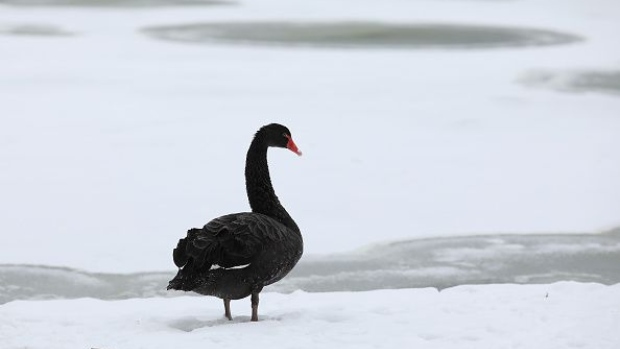LONDON, UNITED KINGDOM - MARCH 01: A Black Swan sits by the frozen lake in St James's Park on March 01, 2018 in London, United Kingdom. People have been warned to not to make unnecessary journeys as the Met office issues a red weather be aware warning for parts of Wales and South West England following the one currently in place in Scotland. (Photo by Dan Kitwood/Getty Images)