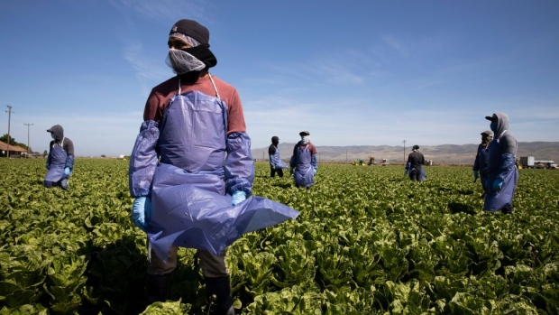 GREENFIELD, CA - APRIL 27: Farm laborers from Fresh Harvest working with an H-2A visa harvest romaine lettuce on a machine with heavy plastic dividers that separate workers from each other on April 27, 2020 in Greenfield, California. Fresh Harvest is the one of the largest employers of people using the H-2A temporary agricultural worker visa for labor, harvesting and staffing in the United States. The company is implementing strict health and safety initiatives for their workers during the coronavirus pandemic and are trying a number of new techniques to enhance safety in the field as well as in work accommodations. Employees have their temperature taken daily and are also asked a series of questions about how they feel. Despite current record unemployment rates in the U.S. due to COVID-19-related layoffs, there have been few applications to do this kind of work despite extensive mandatory advertising by companies such as Fresh Harvest. (Photo by Brent Stirton/Getty Images)