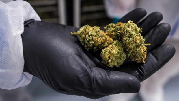 A handful of cannabis bud is shown in Fenwick, Ont., on Tuesday, June 26, 2018. The Canadian Press