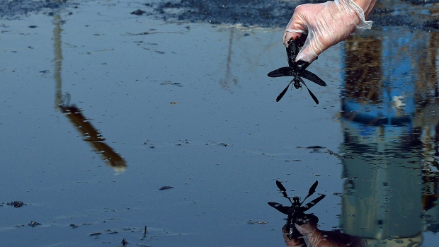 A researcher retreiving a dead insect from an oil slick an abandoned oil treatment facility. 