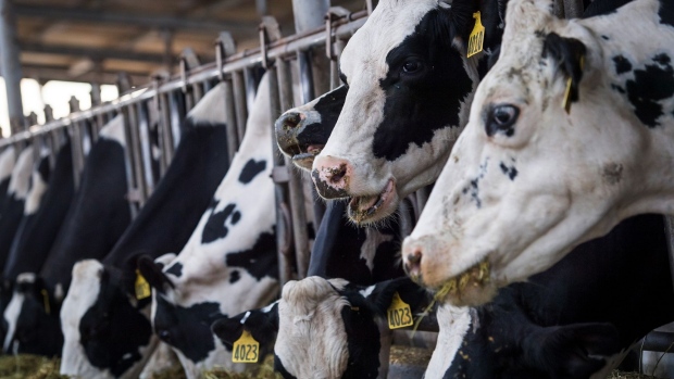 Dairy cows eat in a feeding barn at Lafranchi Ranch in Nicasio, California. Photographer: David Paul Morris/Bloomberg